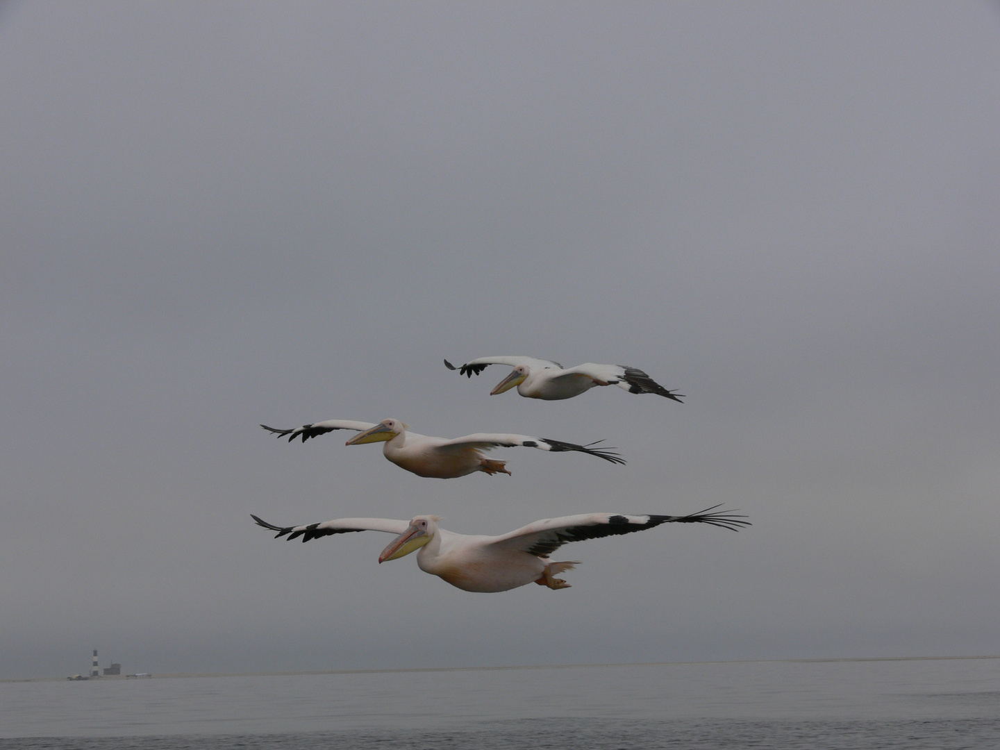 Pelikane im Flug bei Walvis Bay