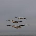 Pelikane im Flug bei Walvis Bay