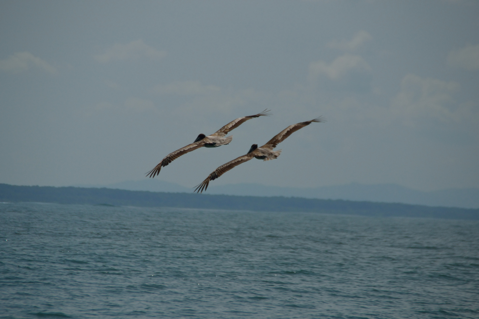 Pelikane im Gleitflug