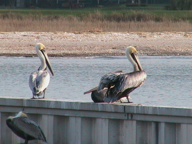 Pelikane im Hafen von Hilton Head Island USA