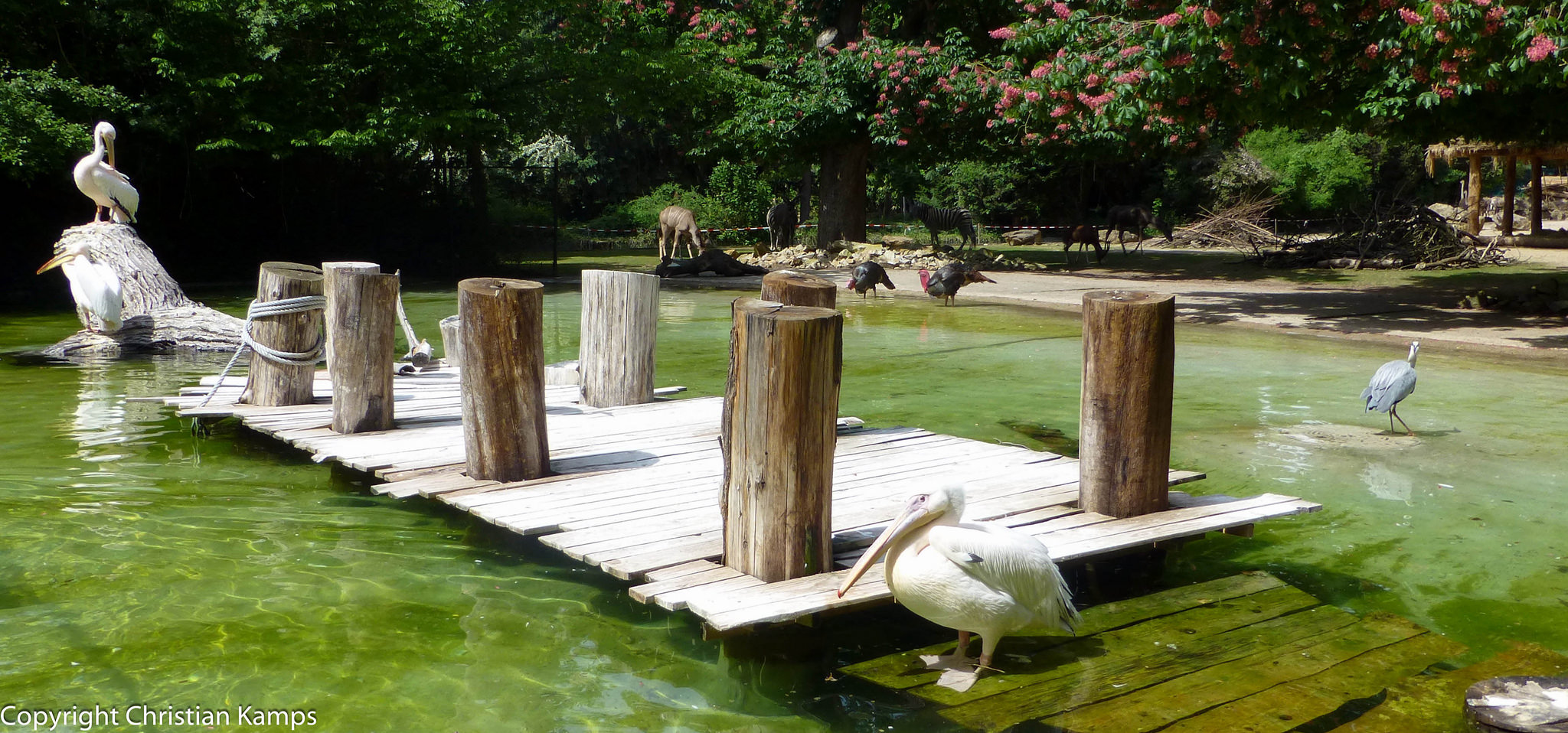 Pelikane im Heidelberger Zoo