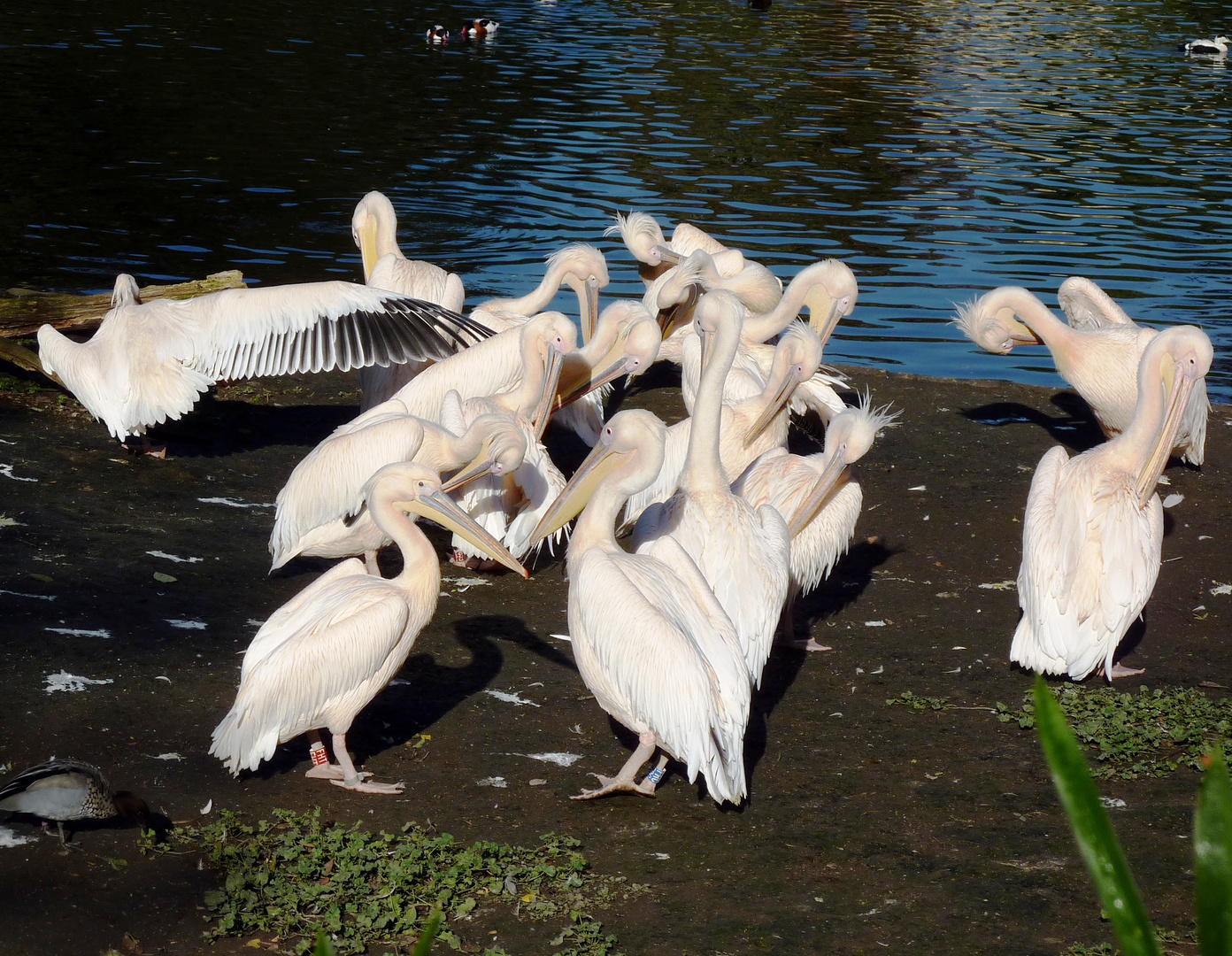 Pelikane im Kölner Zoo