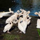 Pelikane im Kölner Zoo