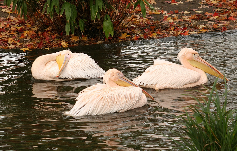 Pelikane im Kölner Zoo