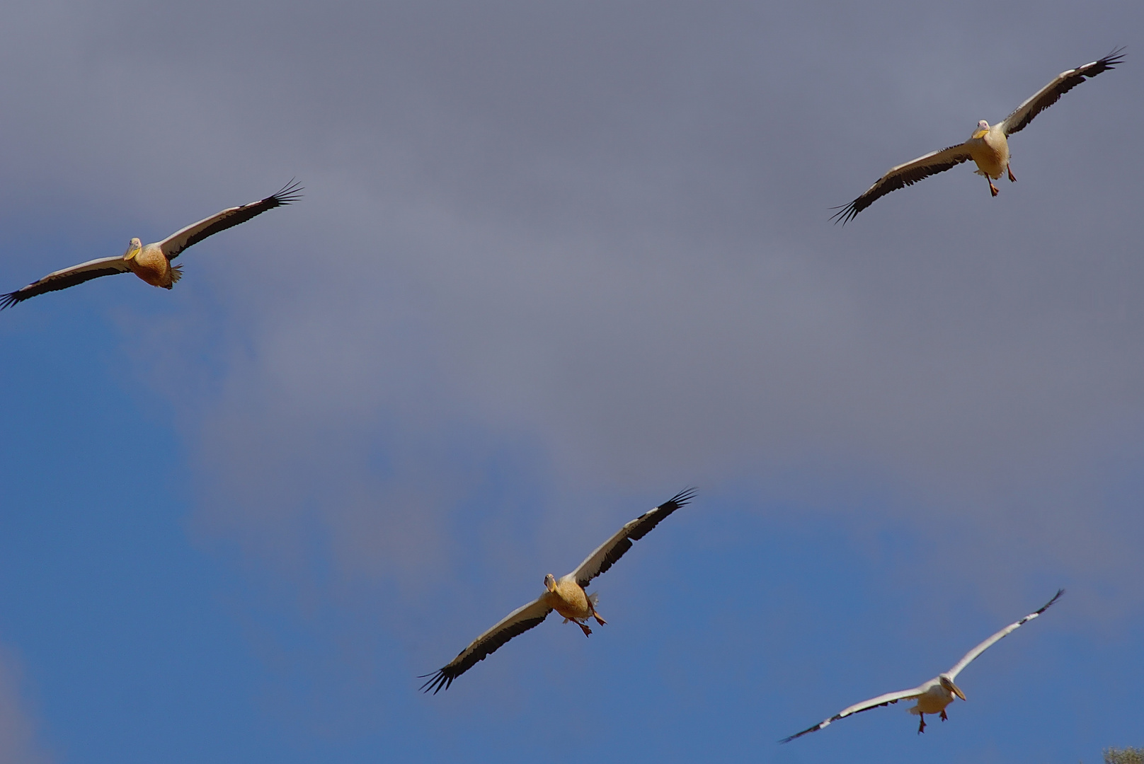 Pelikane im Landeanflug