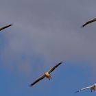 Pelikane im Landeanflug