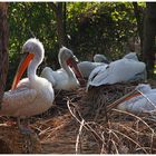 Pelikane im Leipziger Zoo