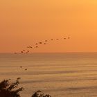 Pelikane im Licht des beginnenden Sonnenunterganges auf dem Rückflug zu den Schlafplätzen