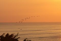 Pelikane im Licht des beginnenden Sonnenunterganges auf dem Rückflug zu den Schlafplätzen