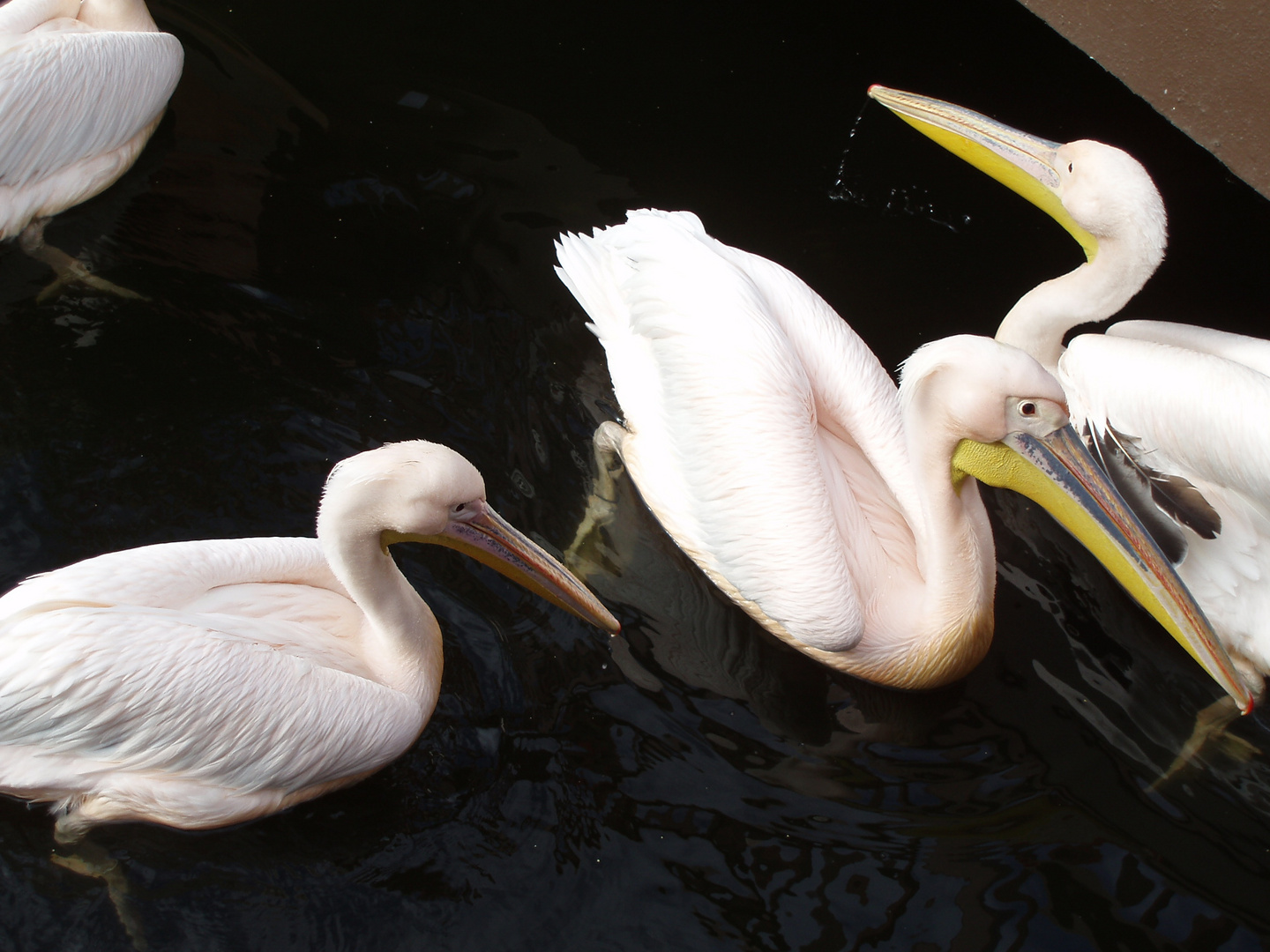 Pelikane im Loroparque