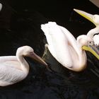 Pelikane im Loroparque