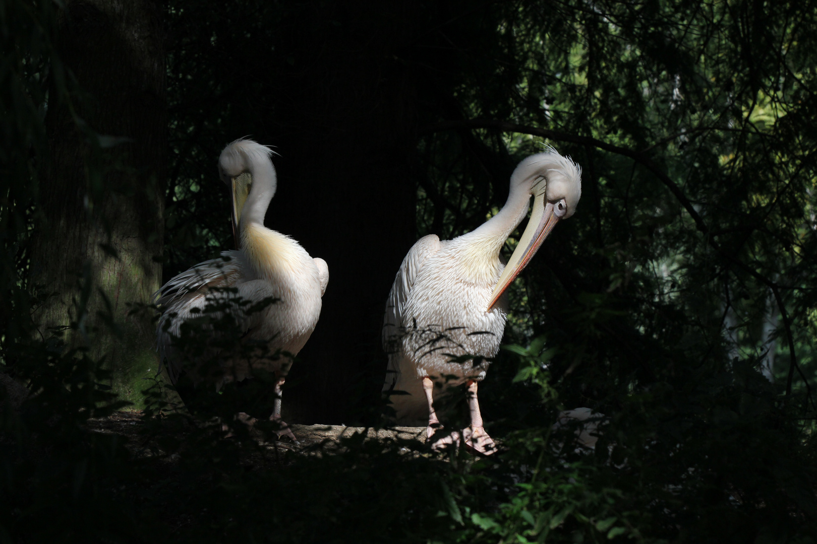 Pelikane im Luisenpark Mannheim