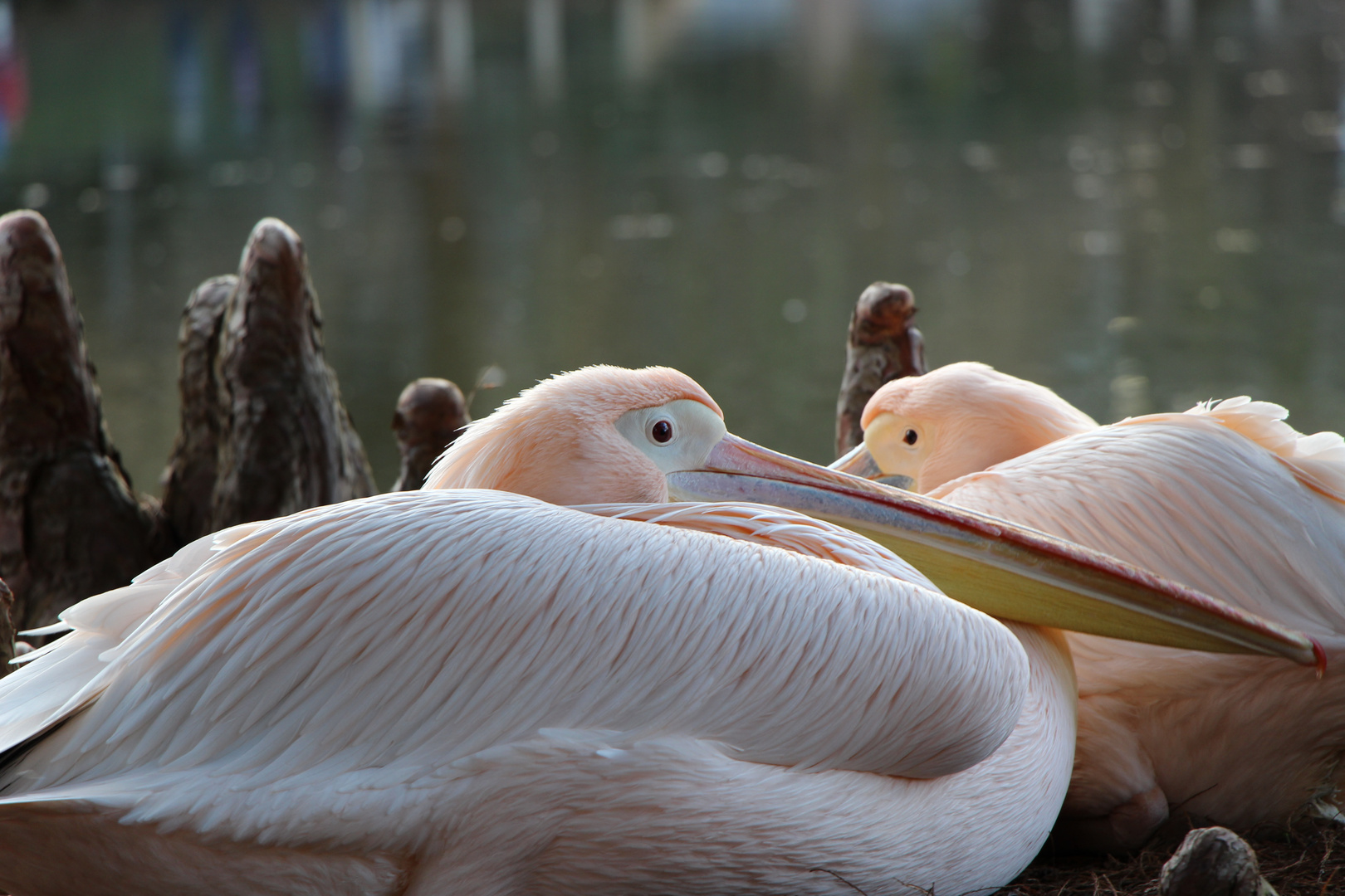 Pelikane im Lusienpark Mannheim