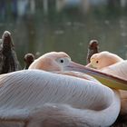 Pelikane im Lusienpark Mannheim