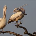 Pelikane im Morgenlicht