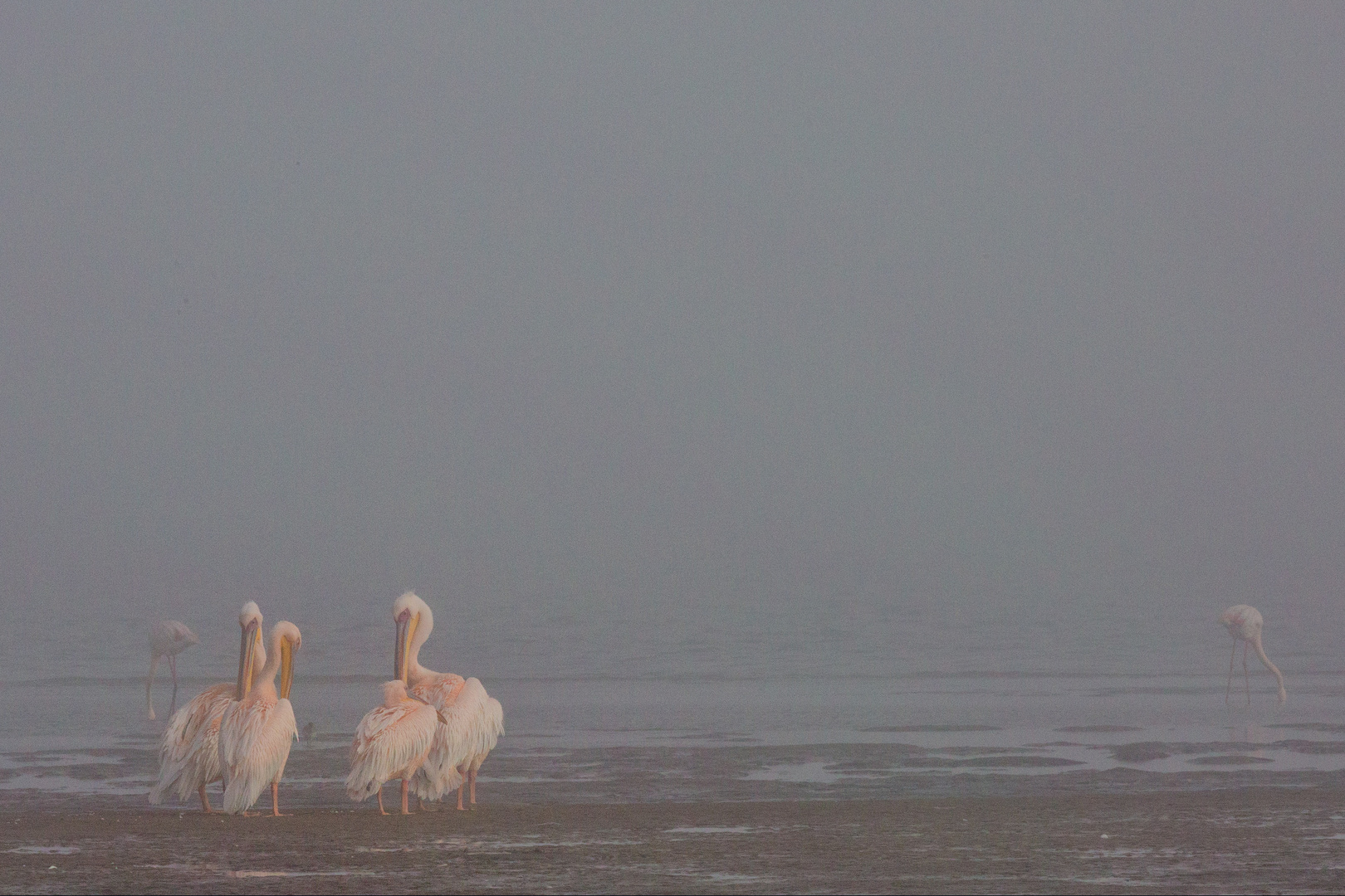 *Pelikane im Nebel*