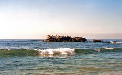 Pelikane im Pazifik auf der Vogelinsel bei Laguna Beach