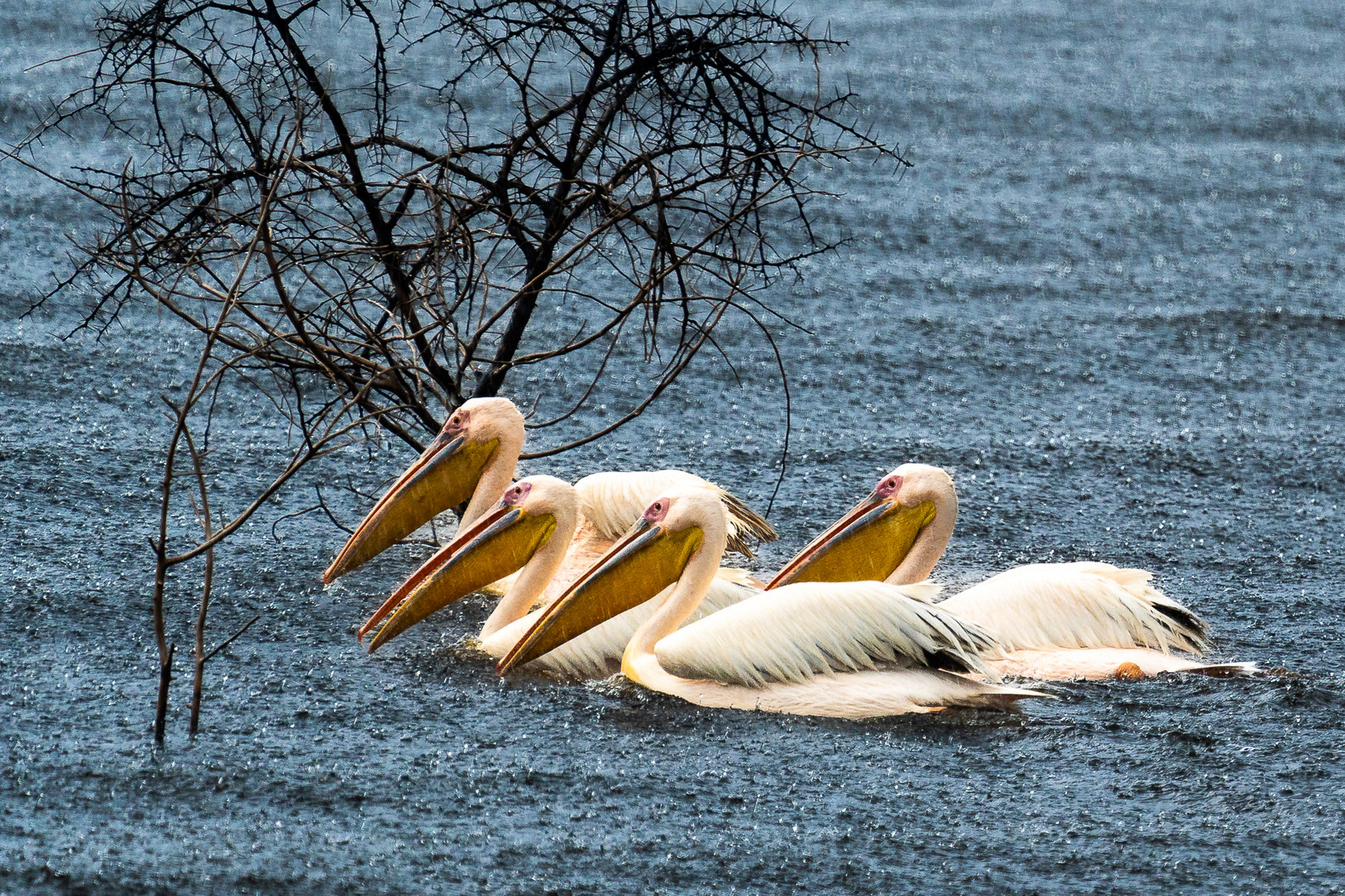 Pelikane im Regen
