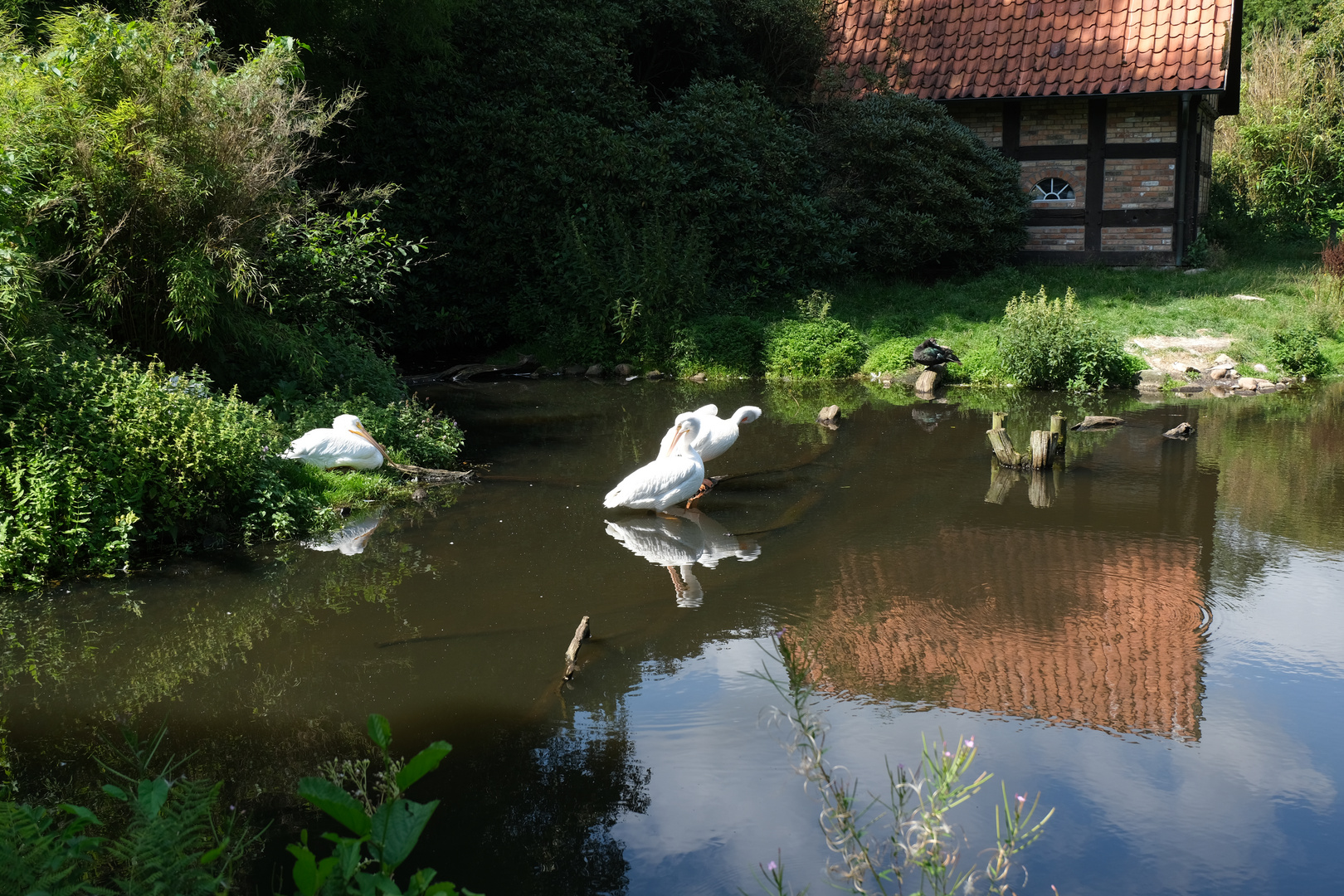 Pelikane im Spiegel