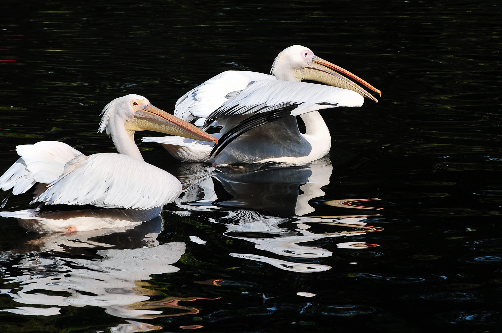 Pelikane im St. James's Park