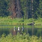 Pelikane im Teton National Park