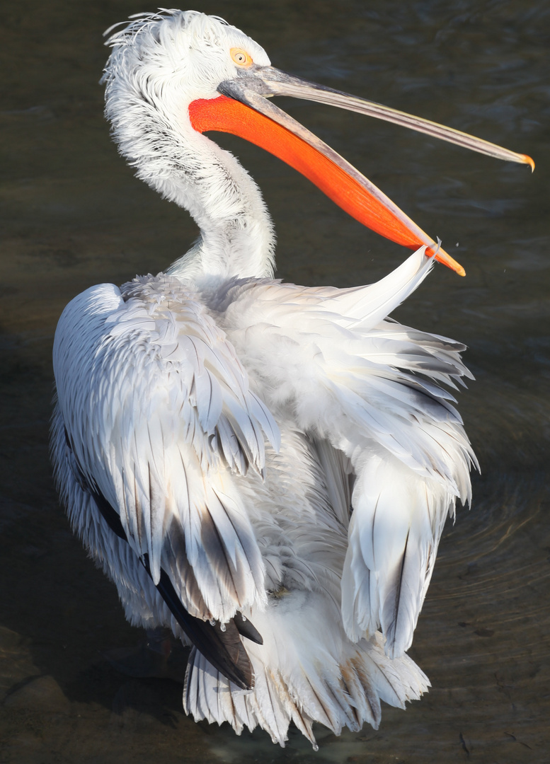 Pelikane im Tierpark  01.01.2015