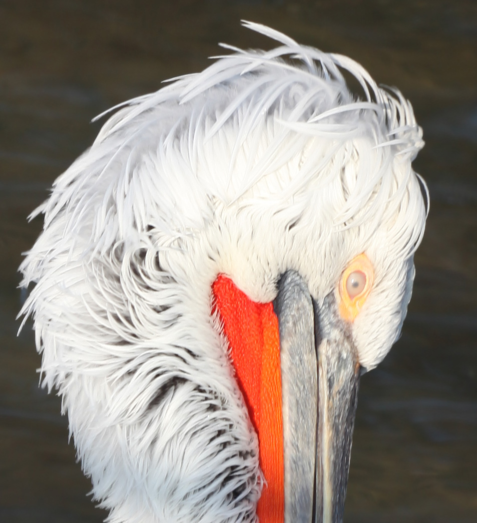 Pelikane im Tierpark  01.01.2015