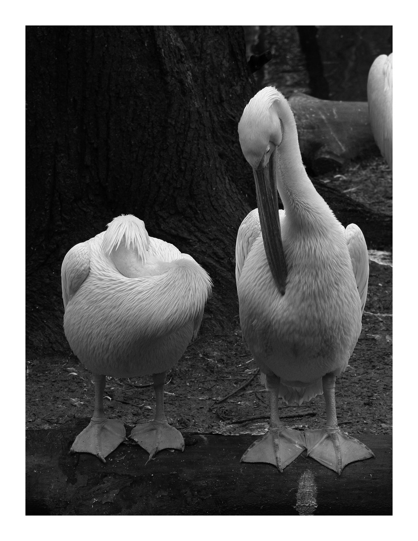 Pelikane im Winter
