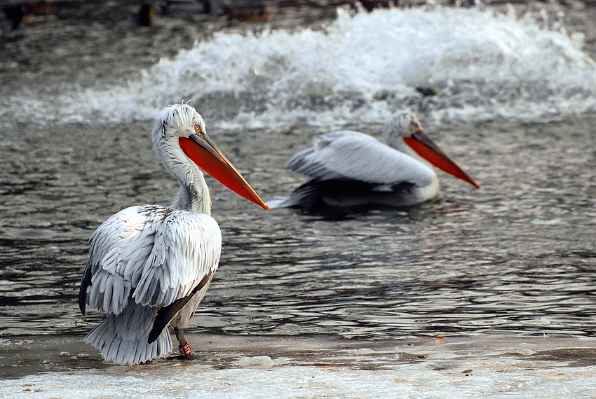 Pelikane im winterlichen Zoo