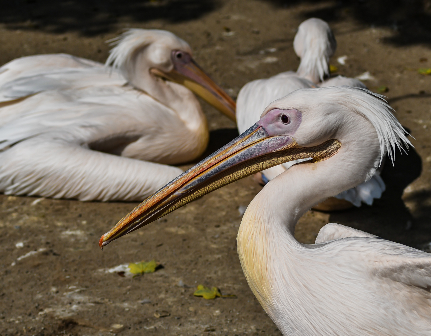 Pelikane im Zoo