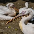 Pelikane im Zoo