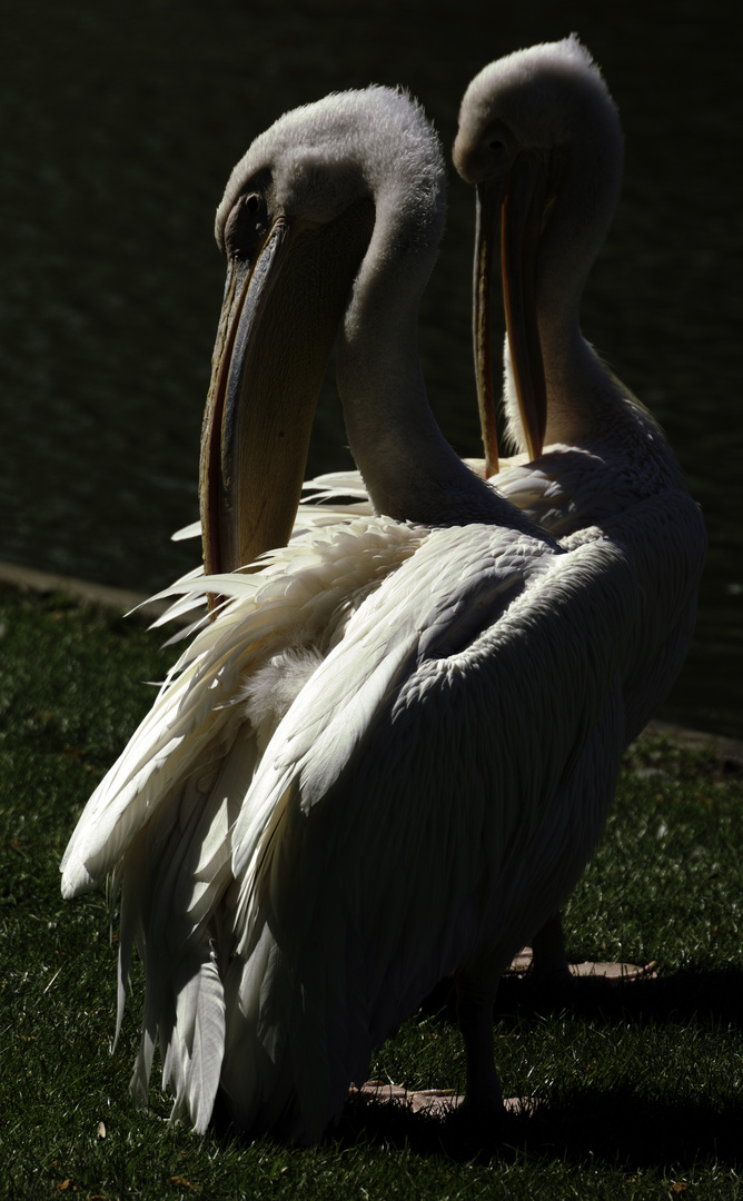 Pelikane im Zoo Karlsruhe