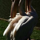 Pelikane im Zoo Karlsruhe