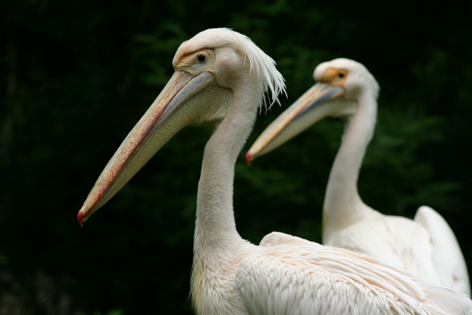 Pelikane im Zoo Krefeld