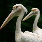 Pelikane im Zoo Krefeld