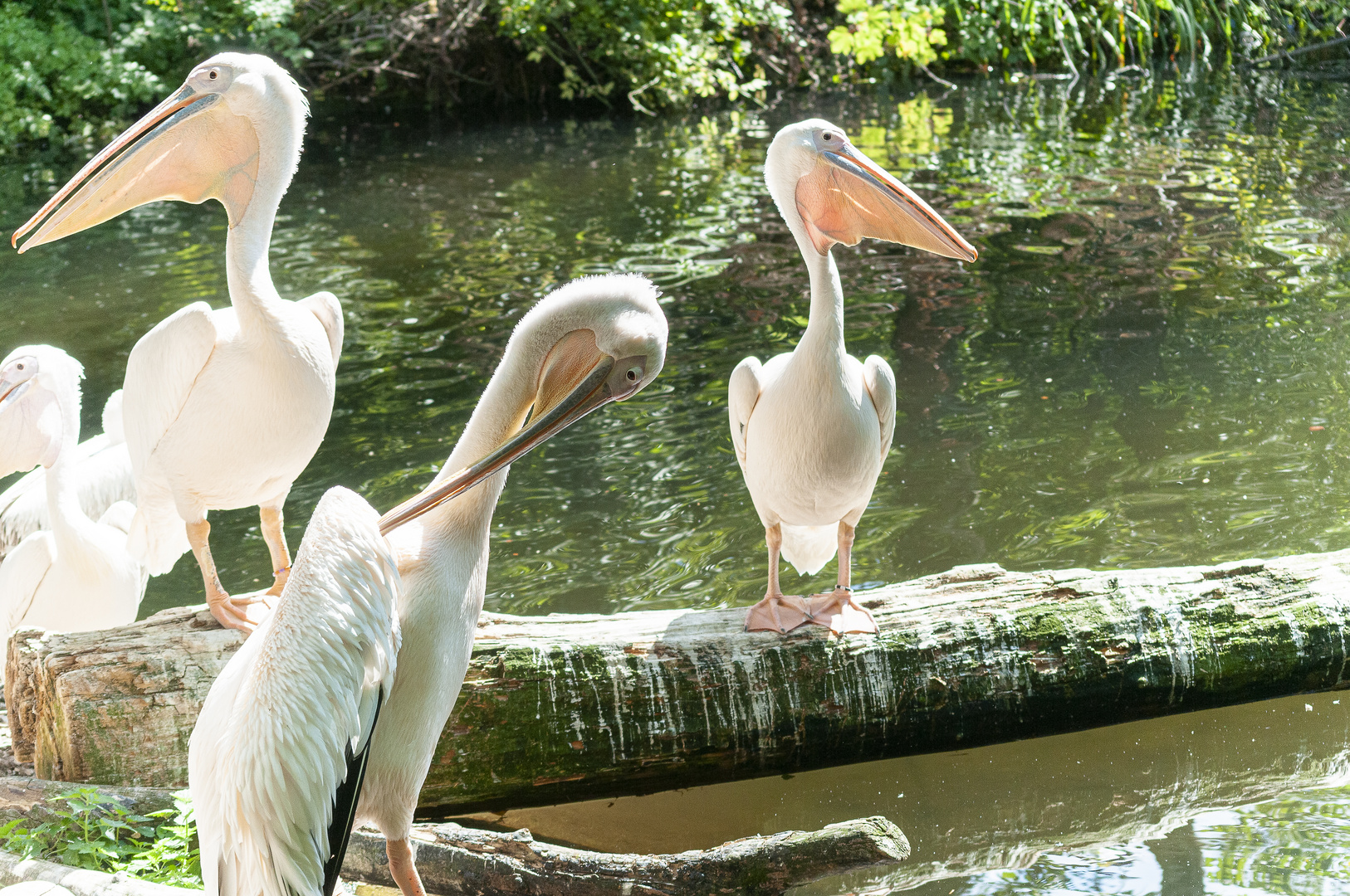 Pelikane im Zoo München