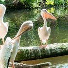 Pelikane im Zoo München