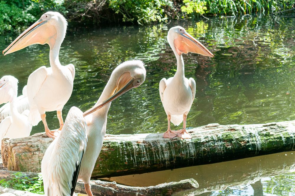 Pelikane im Zoo München