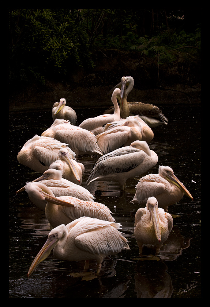 -- Pelikane im Zoo -- (Nachbesserung)