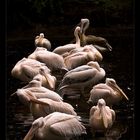 -- Pelikane im Zoo -- (Nachbesserung)