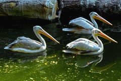 Pelikane im Zoo Neuwied