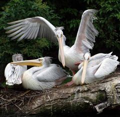 Pelikane im Zoo Neuwied