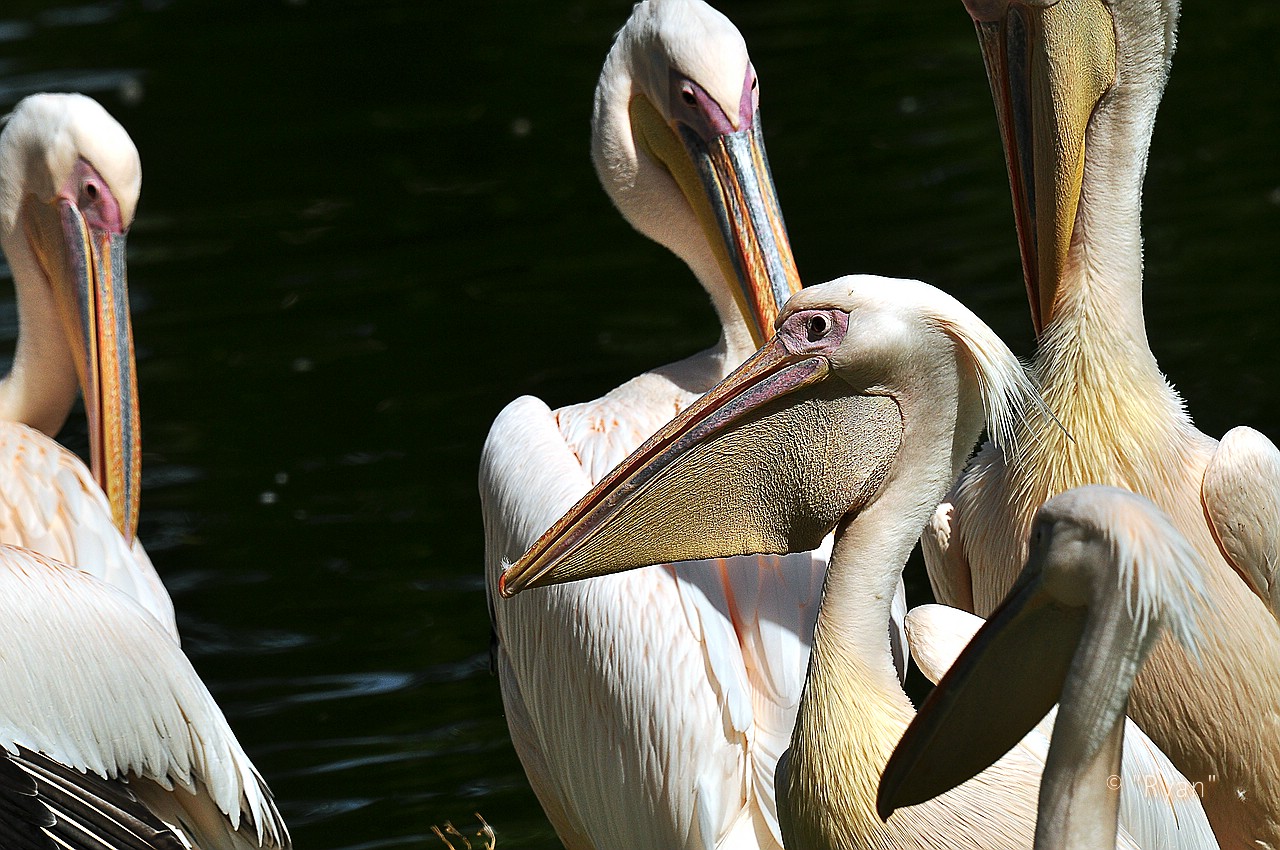 Pelikane in abendlicher Stimmung