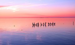 Pelikane in der Abendröte... 