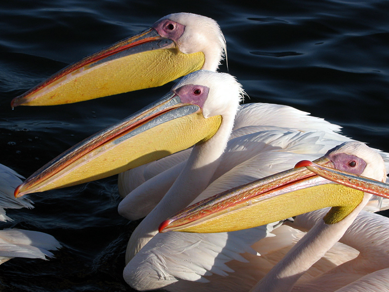 Pelikane in der Bucht von Walvis