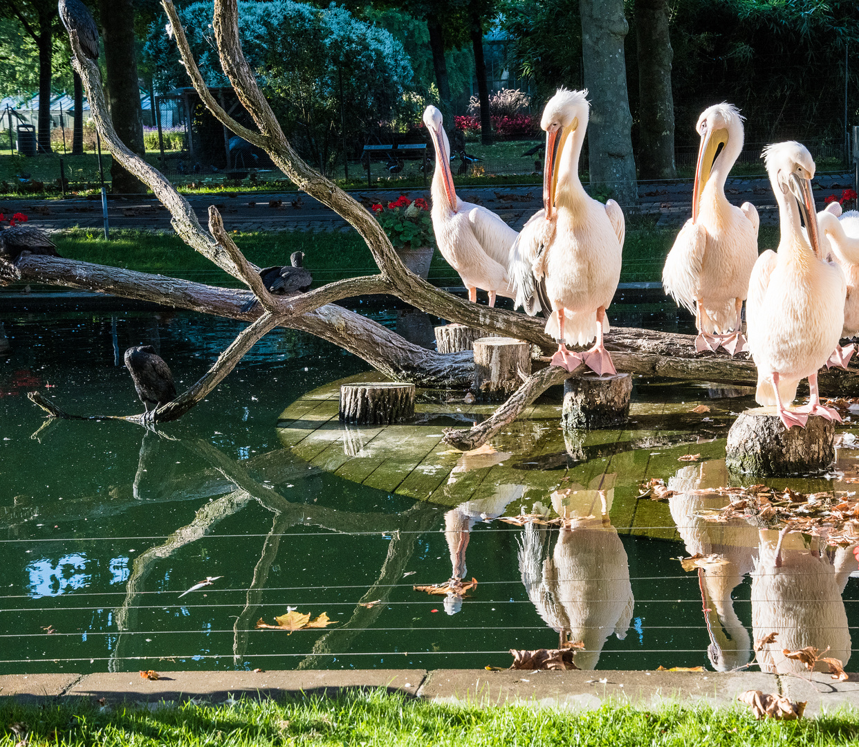 Pelikane in der Wilhelma Stuttgart