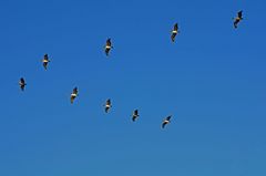 Pelikane in Formation