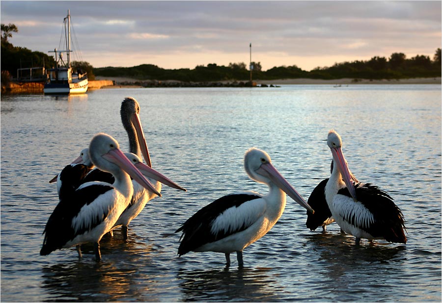 Pelikane in Lakes Entrance