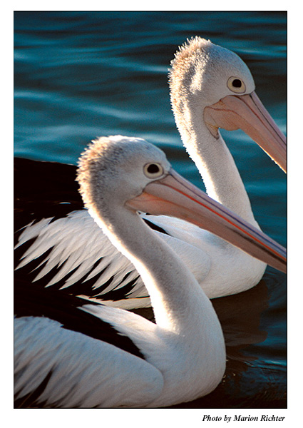 Pelikane in Noosa