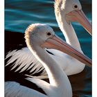 Pelikane in Noosa